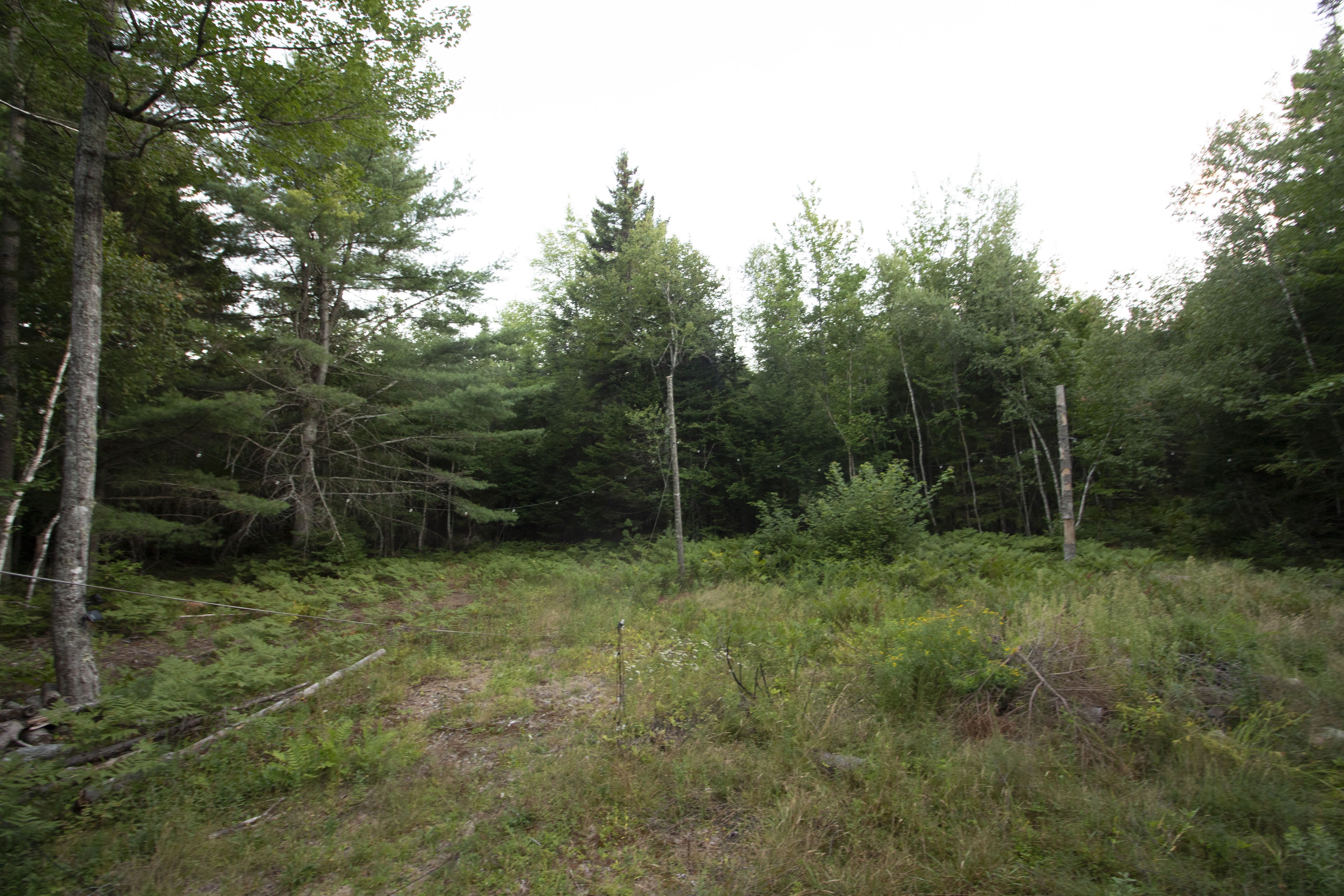 Existing woodland setting